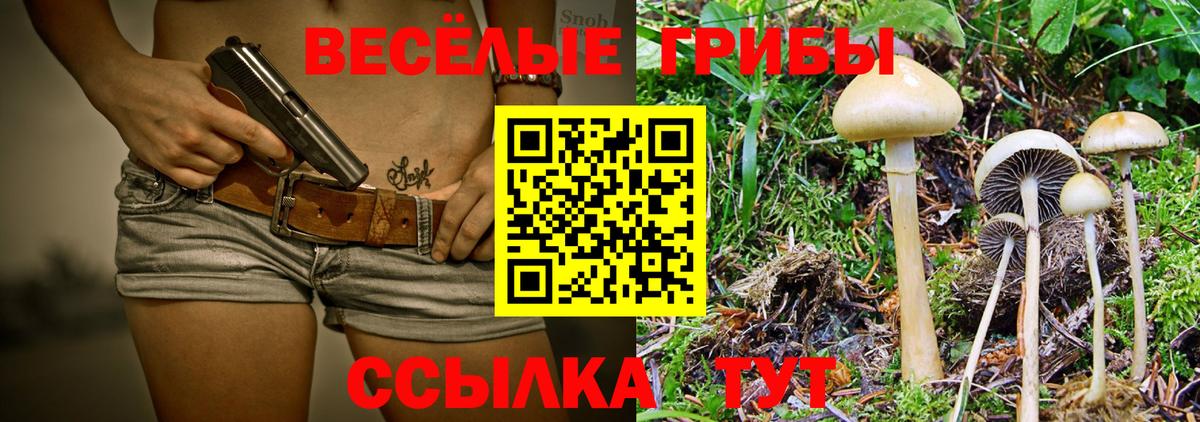 Галлюциногенные грибы Psilocybe Павлово
